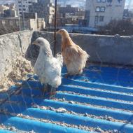 یک جفت جوجه برهما بلو لایت وبلو بوف