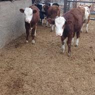 خریدار انواع گوساله خریدارم از 100کیلو تا 260کیلو