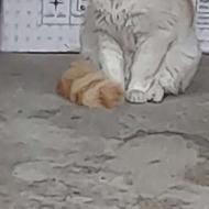 گربه باهوش ماده سرحال دم پشمالو سن پاییین