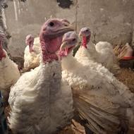 بوقلمون بیوتی