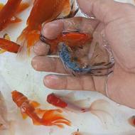 ماهی قرمز، کوی، کپور طلایی، اردک ماهی