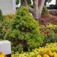 کارشناسی و کار باغ و گل. رسیدگی