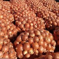 پیاز صادراتی