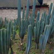 کاکتوس سرئوس