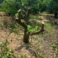 هرس ویژه مرکبات حرفهای