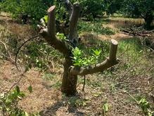 هرس ویژه مرکبات حرفه‌ای در شیپور