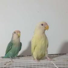 طوطی مارال کارداده