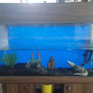 آکواریوم ام دی اف تنکابن