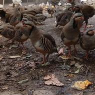 کبک اهلی شده