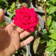 نهال و بوته گل رز قرمز