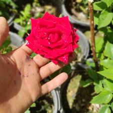 نهال و بوته گل رز قرمز