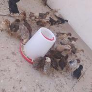 جوجه گلپایگانی از 45 تا 70 روز موجوده