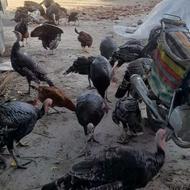 بوقلمون نر و ماده