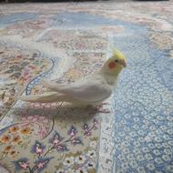 عروس علندی لوتینو 7 ماهه رام