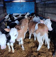 انواع گوساله سمینتال