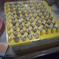 تخم بلدرچین روز