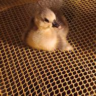 جوجه غاز قوغاز