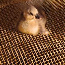 جوجه غاز قوغاز