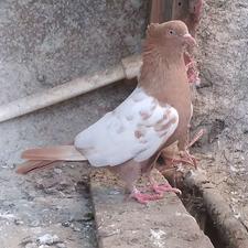 کبوتر معاوضه و فروش