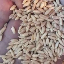 گندمدیمفروشی