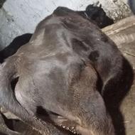 گاو آبستن 8ماه