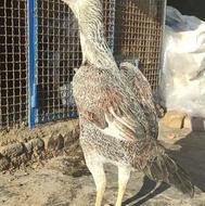 مرغ لاری وارداتی عتیقه