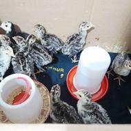 جوجه بوقلمون محلی سالم و سرحال