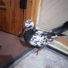 کبوتر فروشی