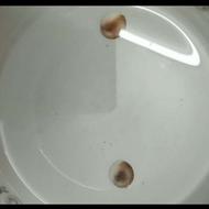 مهره مار اصل تصمینی