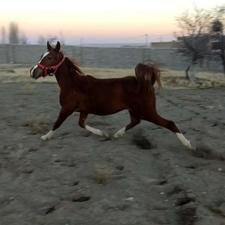 کره اسب نریان 19 ماهه