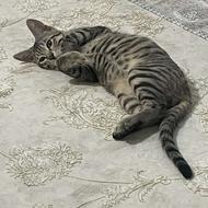 واگذاری گربه نر