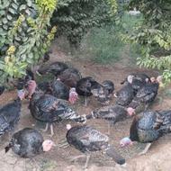 بوقلمون محلی