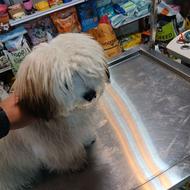 واگذارسگ پاکوتاه نژاد خاص