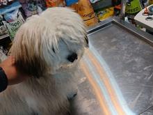 واگذارسگ پاکوتاه نژاد خاص در شیپور