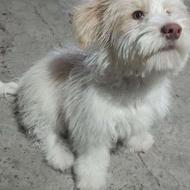 واگذاری اشپیتز با شناسنامه