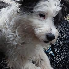 سگ شیتزو تریرواگذار