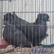 کبوتر صدا کن