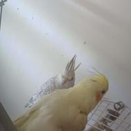 تعدادی جفت عروس هلندی جفت روتخم