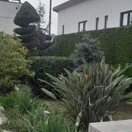 طراح فضای سبز حرص کاری درختان زینتی ومرکبات نگهداری سم پاشی