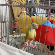 دنبال نیسانم .سالم باشه