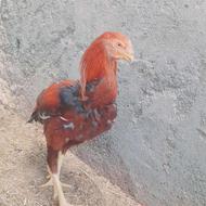 خروس لاری اصل