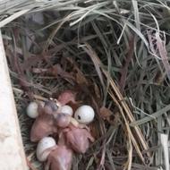 فنچ نرگسی هندی سرلاکی