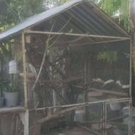 انواع قفس پرنده