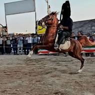 اسب کرد سن 9به 10