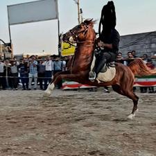 اسب کرد سن 9به 10