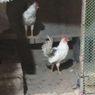 خروس گلین 5 ماهه