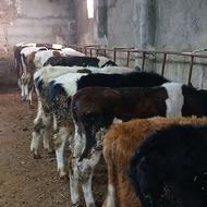 گوساله نر دورگ سیمنتال وزن روی هم 180 کیلو