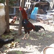 خروس لاری نسلدار 9 ماهه