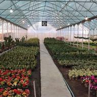 گلخانه تمام مکانیزه در ساری