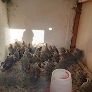 کبک پرورشی جوکار